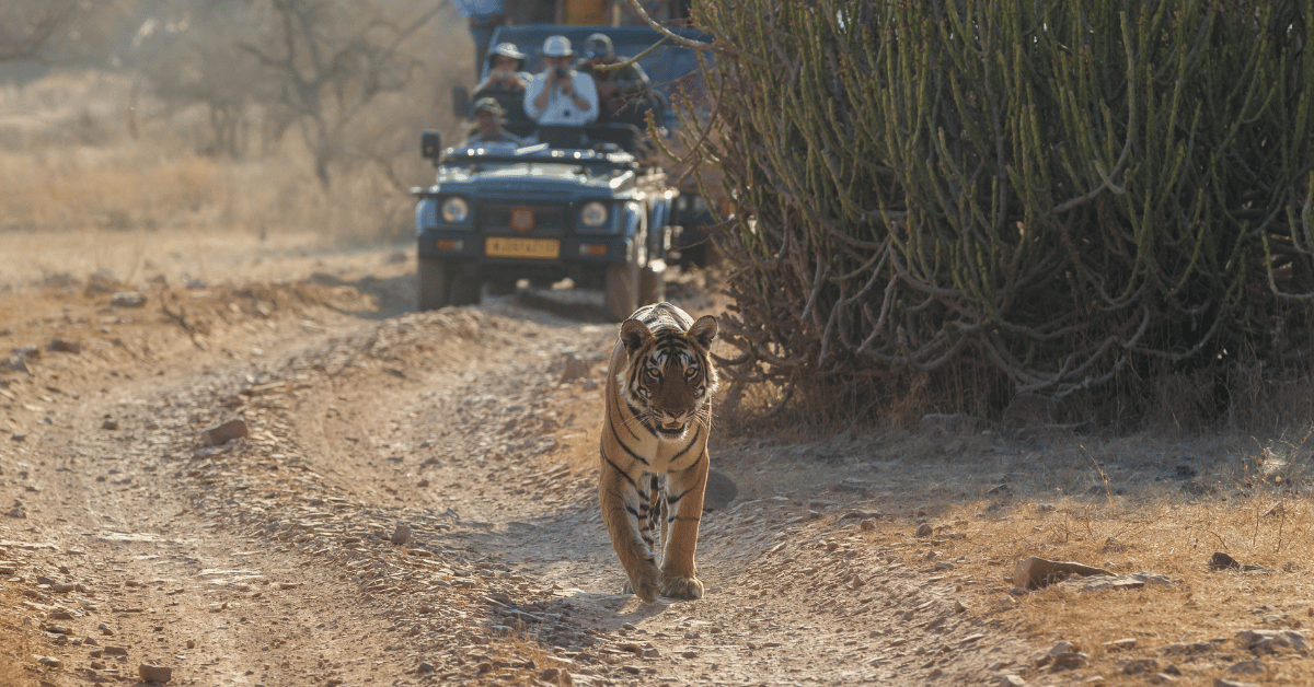 Best Time to Visit Ranthambore: A Comprehensive Guide
